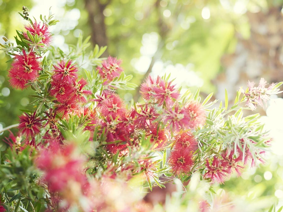 Seasonal Flowers